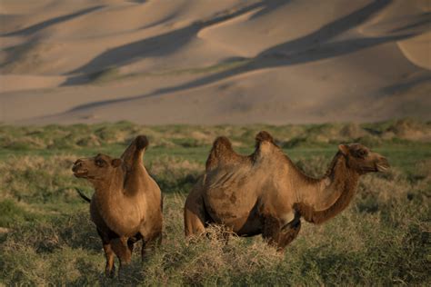 Wild Camels - WildLife Foundation