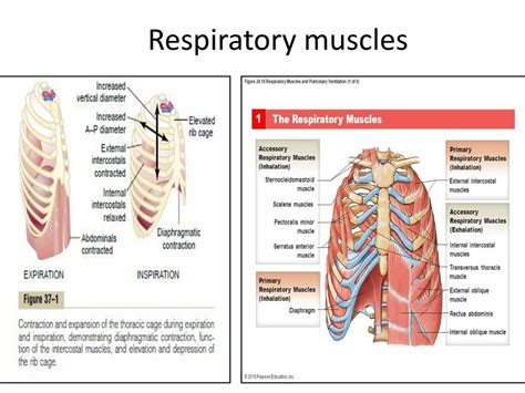 Primary Muscles Of Respiration