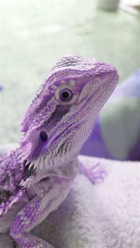 Purple bearded dragon | Bearded dragon, Fancy bearded dragon, Bearded ...