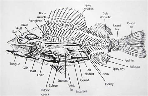 Fish Anatomy | Fish anatomy, Anatomy, Zoology