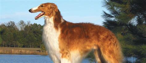 Borzoi Dog & Puppy Breed and Adoption Info | Petfinder