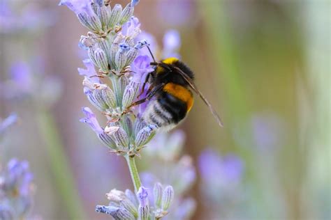 Bumblebee Insect Pollination - Free photo on Pixabay - Pixabay