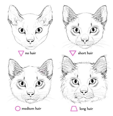 How to Draw Animals: Cats and Their Anatomy | Cat face drawing, Cat ...