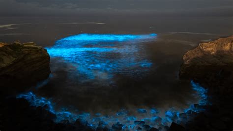 Tips on enjoying San Diego's bioluminescence waves safely