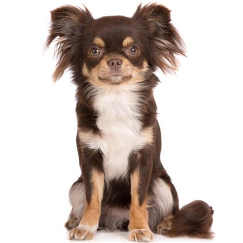 Chihuahua Long Coat Dog Breed