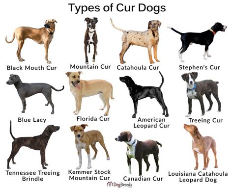 different types of dogs are shown in this image