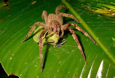 Brazilian Wandering Spider - Stock Image - C037/3792 - Science Photo Library