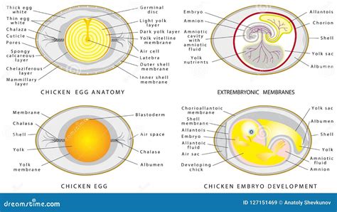 Chicken egg anatomy stock vector. Illustration of bird - 127151469