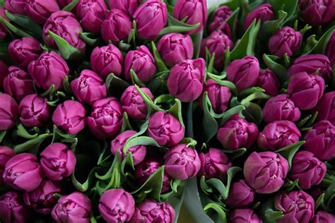 A florist's guide to tulips | New Covent Garden Market | New covent ...