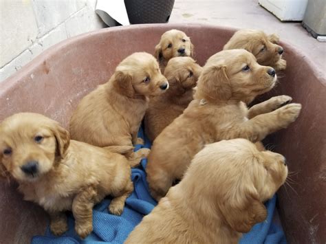 Golden Retriever Puppies - PetsKona.com