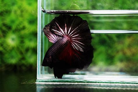 Complete Guide to Betta Fish Diseases and Treatment - Nice Betta Thailand.CO.,LTD