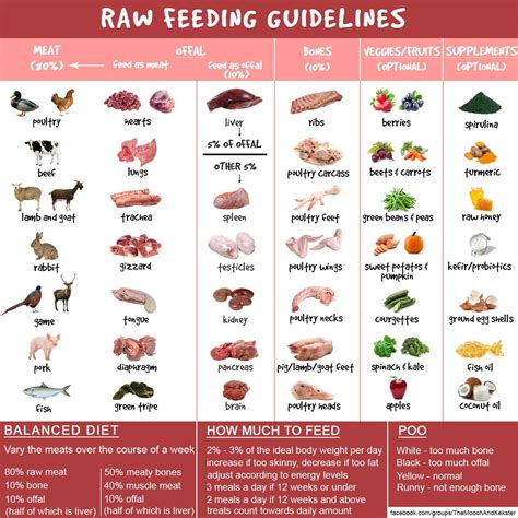 how to start a raw pet food diet