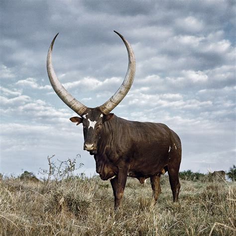 Daniel Naude | Big animals, Cattle, Animals with horns