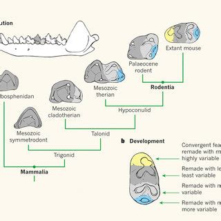 (PDF) Evolution: Tooth structure re-engineered