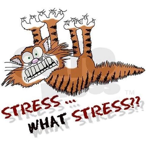 What Causes Cat Stress?