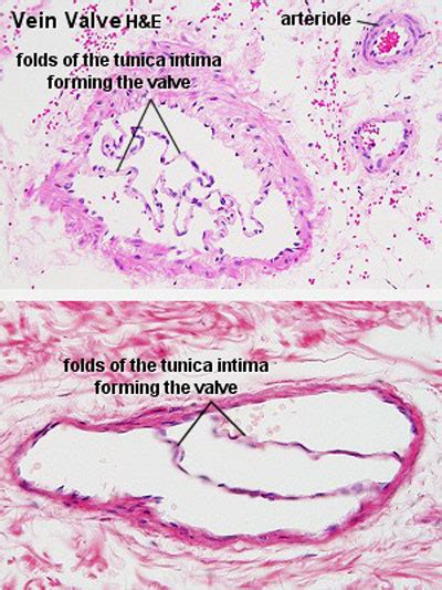 Histology Of Vein