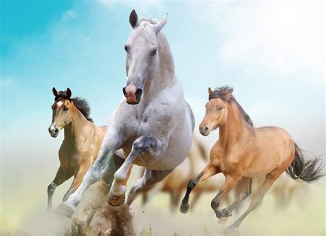 Running Horses Wallpaper