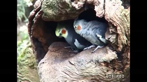 Wild COCKATIELS in Australia - YouTube