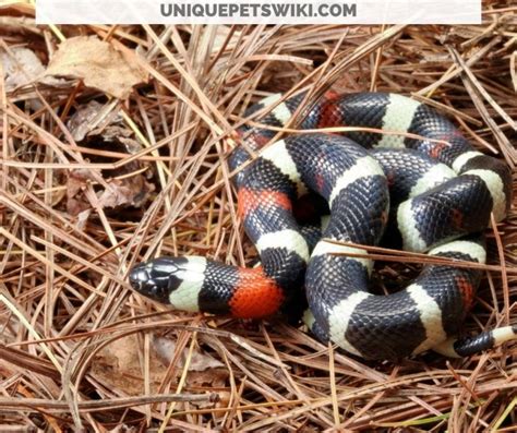 10 Most Beautiful Harmless Snakes For Pets (With Pictures)