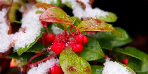 Brighten Winter Landscapes: 6 Shrubs With Colorful Berries