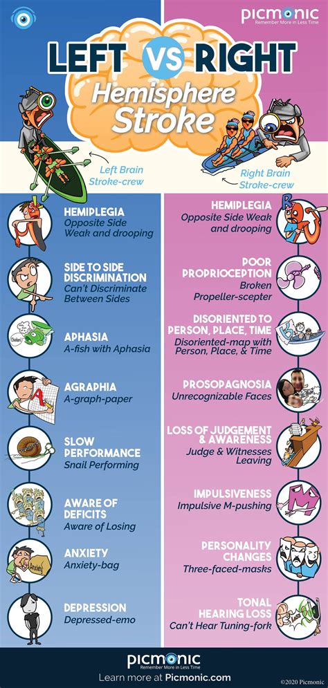 Left Vs. Right Hemisphere Stroke | Right hemisphere stroke, Nursing school studying, Nursing ...