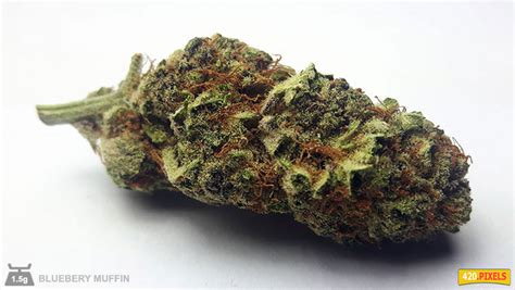 Blueberry Muffin | Weedpedia | Coupons & Reviews