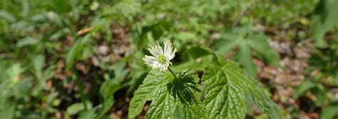 Goldenseal Root: Benefits, Dosage, Side Effects, & More