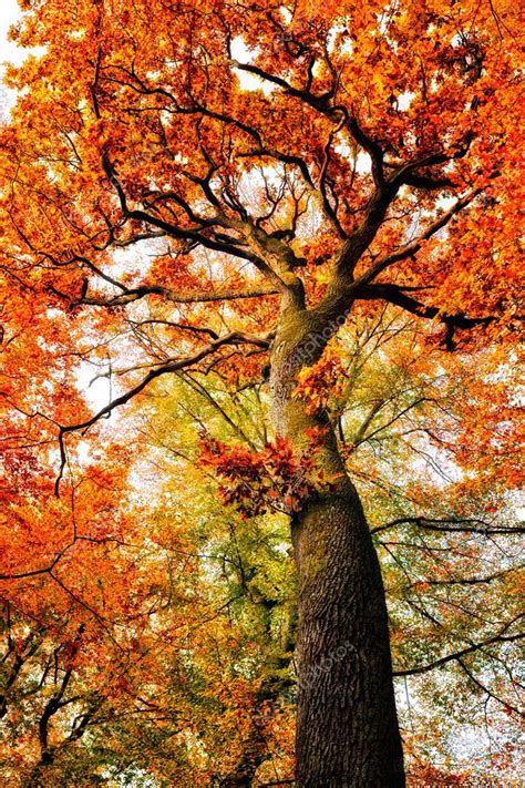 Autumn oak tree Stock Photo by ©sborisov 125259560