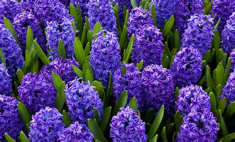 Blue Hyacinths Free Stock Photo - Public Domain Pictures