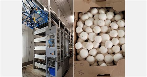 Robot mushroom picker solves manpower problems