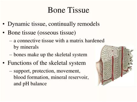 PPT - Bone Tissue PowerPoint Presentation, free download - ID:1308140