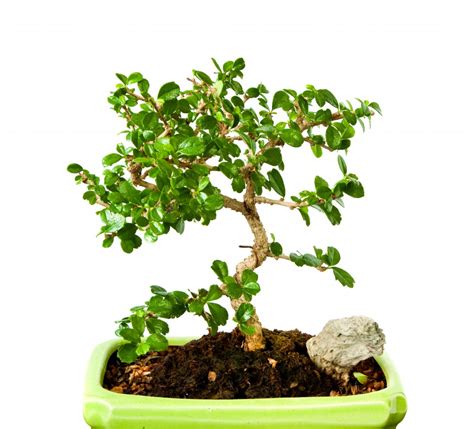 How to Grow And Care For A Fukien Tea Bonsai | Grow A Bonsai Tree