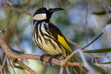 Perth Western Australia Birds - Australia's Wonderful Birds