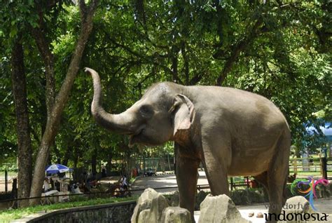 Jakarta Tourism - Photo Gallery ragunan zoo jakarta 3