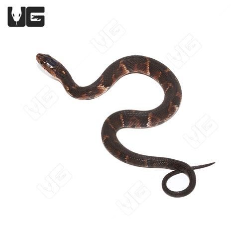 C.B. Baby Broad Banded Water Snake (Nerodia fasciata confluens) For ...