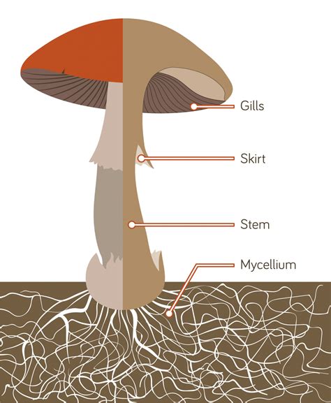 Diagram Of Mushroom With Label