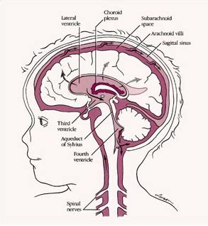 Cerebral Palsy Treatment by Chinese Medicine: Treatment for Athetoid Cerebral Palsy