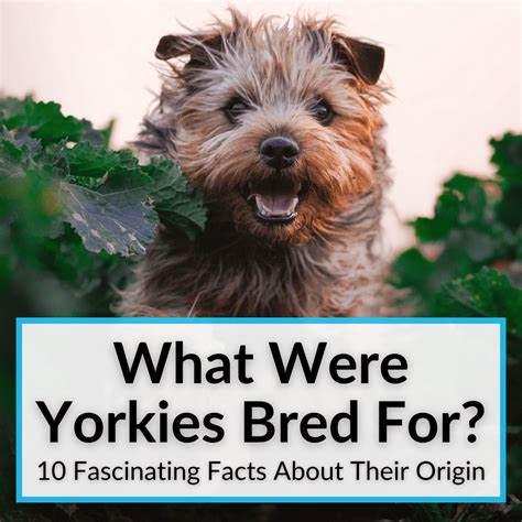 What Were Yorkies Bred For? (10 Fascinating Facts About Their Origin)