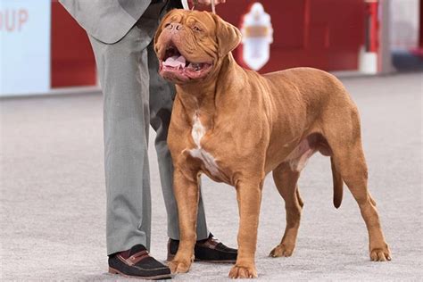 Dogue de Bordeaux Facts: 7 Things to Know About This French Breed