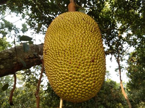 The 9 Largest Fruits in the World