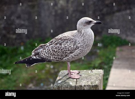 Immature herring gull on fence post Stock Photo, Royalty Free Image ...