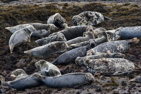 TrogTrogBlog: Grey seals on the Farne Islands