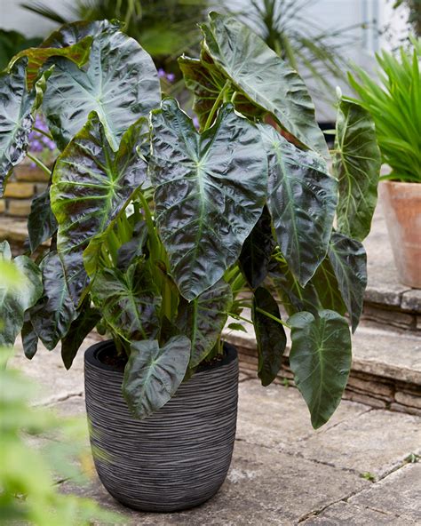 Colocasia esculenta 'Aloha' Bulbs — Buy 'Elephant Ears' online at Farmer Gracy UK