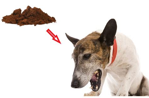 Coffee Ground Vomit In Dogs - Causes & Best Ways To Deal With