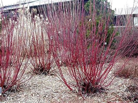 Red twig dogwood varieties - fasnat