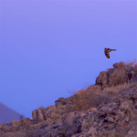 The Nighthawk Bird: A Fascinating Nocturnal Creature