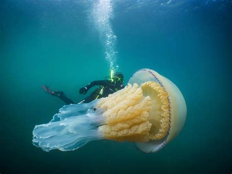 Giant jellyfish ‘as big as a human’ spotted by divers off Cornwall coast | Gold Coast Bulletin