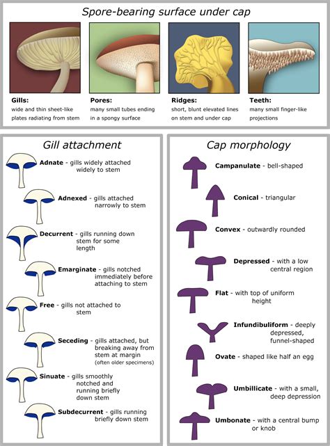 Mushroom Cap Morphology - Modern Forager