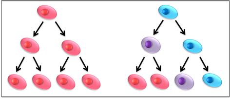 Stem cells: like mother, like daughter - Signals Blog