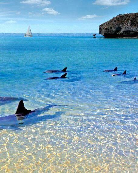 Balandra Beach, La Paz, Baja California Sur, Mexico | Mexico travel ...